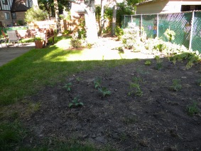 We're doing a small veggie garden...we'll see how long before it's an over grown mountain!
