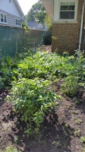 The edible portion of the garden (pretty much overrun by watermelon vines)