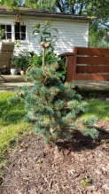 A new evergreen for me, Pinus parviflora 'brevifolia'