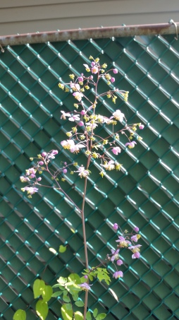 I can't remember what Thalictrum this is but I love it