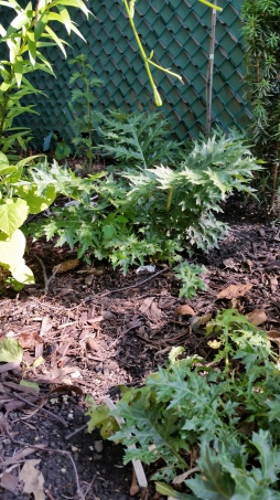 Acanthus spinosis survived our terrible winter and is thriving this summer