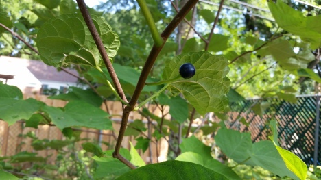 It turns out Alangium platanifolium has intriguing blue berries